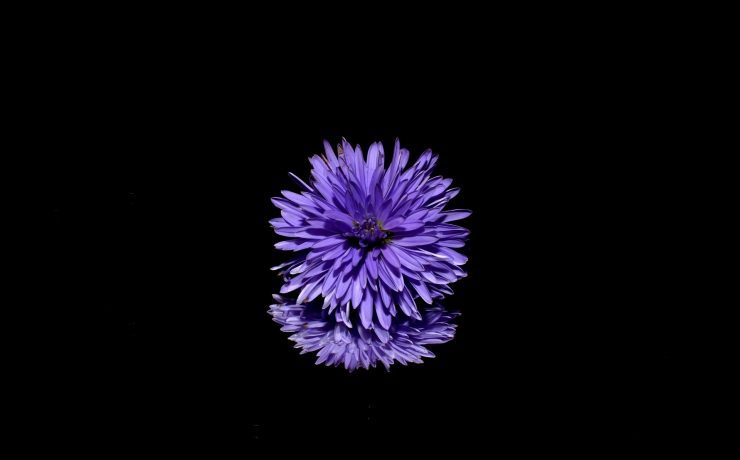 aster-188045_1920